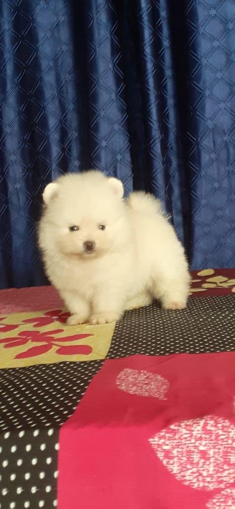 Buy Male Toy Pomeranian  Puppy from Bangalore